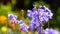 Close up of bluebell flowers in a garden swaying