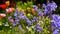 Close up of bluebell flowers in a garden swaying