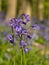 Close-up of bluebell flowers, selective doff
