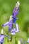 Close up of a Bluebell Hyacinthoides non-scripta