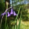 Close Up of Bluebells