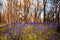 Close up of bluebells in a meadow