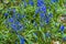 A close up of Bluebells beside a path in a wood in Leicestershire