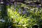 Close-up of bluebells in Tranendal (Teardrop Valley) in Hallerbos wood