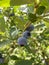 Close up of blueberries on a bush