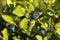 Close-up of blueberry cluster on blueberry bush