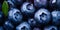 Close up of blueberry fruits with water drops