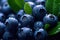 Close up of blueberry with rain drops and blurred background