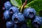 Close up of blueberry with rain drops and blurred background