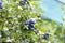 Close-up of blueberry varieties Patriot