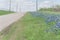 Close up bluebonnet blossom along steep country road with white picket fence and power pylons in Texas, USA