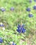 Close-up of Bluebonnet the state flower of Texas, USA