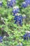 Close-up of Bluebonnet the state flower of Texas, USA