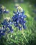 Close-up of Bluebonnet the state flower of Texas, USA