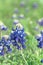 Close-up of Bluebonnet the state flower of Texas, USA