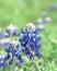 Close-up of Bluebonnet the state flower of Texas, USA