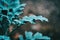 Close-up of bluish gray leaves of cineraria senecio