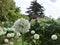 A close up with a blurred background of several white flowers called `Allium Mount Everest`