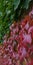 Close-up blurred diagonal ivy branches,lush foliage in red burgundy and deep green,carved leaves,curling on stone wall