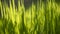 Close up on blurry grass with sunlight reaching through