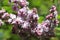 Close-up of blurry purple lilac over green leaves background