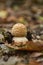 Close up of blusher mushroom on the forest