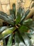 Close up of blushing bromeliad plant