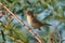 Close-up of a blyth`s reed warbler sitting on a branch with a li