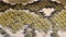 Close-up of Boa manditra snake skin, Sanzinia madagascariensis