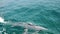 Close up boat tour passengers point of view beautiful three dolphins swim slow motion in turquoise underwater play together with