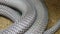 Close Up Body of King Cobra Snake