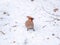 Close up of Bohemian Waxwing bird sitting in snow