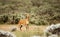 Close up of a Bohor Reedbuck in grassland