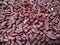 Close-up of boiled kidney beans ready to fry