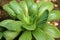 Close up of bok choy leaves