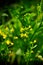 Close up of bok choy sum flower vegetable in garden, fresh organ