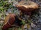 Close up of Boletes Mushroom that looks like a frosted donut