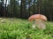 Close up of Boletus aestivalis, mushroom in moss with forest background, copy space
