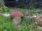 Close up of Boletus aestivalis mushroom in the moss with natural background