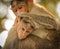 Close up of Bonnet Macaque Indian baby monkey sitting with his mother
