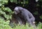 The close up Bonobo in natural habitat. Green natural background.