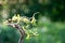 Close up bonsai with light bokeh 2