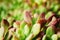 A close-up of a bonsai of succulent plants at a flower garden