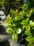 Close up of bonsai tree foliage background