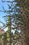 Close up of a Boojum Tree with columnar cacti in the Arizona desert