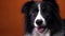 Close up of a border collie dog with beautiful eyes, orange background