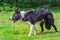 Close up border collie dog walks in grass