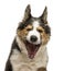 Close-up of a Border collie facing, yawning, isolated