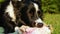 Close up of a border collie puppy dog relieves his stress by nibbling on a bone