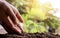 Close-up of both hands of farmers, pay attention to small plants by putting the soil in seedlings.